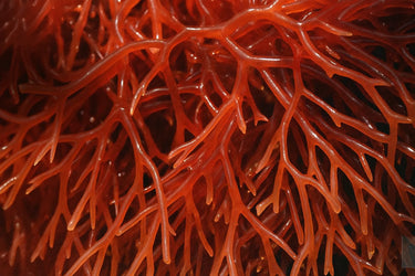 Seranova